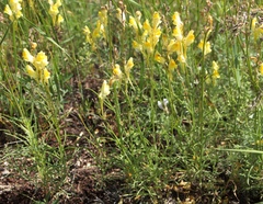 Linaria incompleta