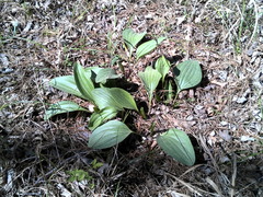 Arnoglossum plantagineum