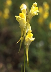 Linaria incompleta