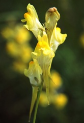 Linaria incompleta