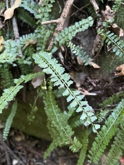 Asplenium sandersonii