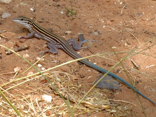 Plateau Striped Whiptail, Zion National Park, Springdale, UT, US, photo 4 of 10