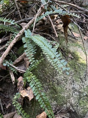 Asplenium sandersonii