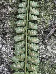Asplenium sandersonii