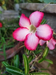 Adenium obesum