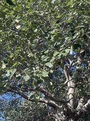 Populus × hopeiensis
