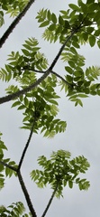 Zanthoxylum ailanthoides
