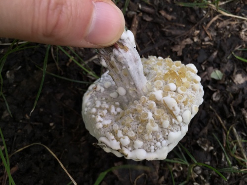 bolete mould