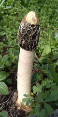 Phallus hadriani