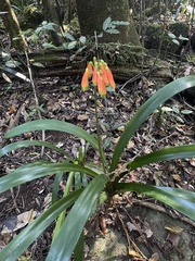 Clivia caulescens