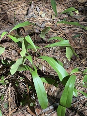 Asimina angustifolia