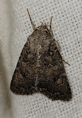 Protorthodes alfkenii