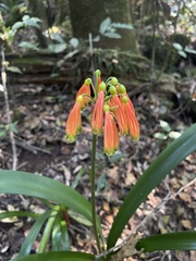 Clivia caulescens