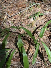 Asimina angustifolia