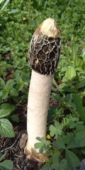 Phallus hadriani