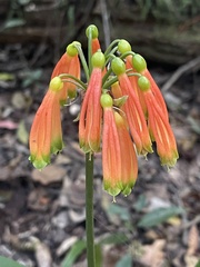 Clivia caulescens