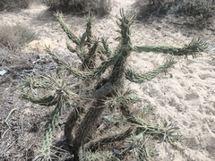 Austrocylindropuntia subulata