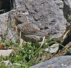 Catamenia