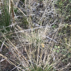 Deschampsia cespitosa