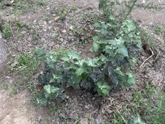 Populus × hopeiensis