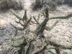 Austrocylindropuntia subulata