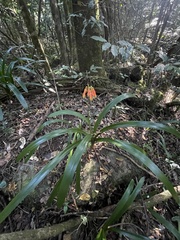 Clivia caulescens