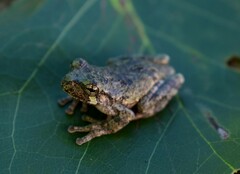 Hyla chrysoscelis