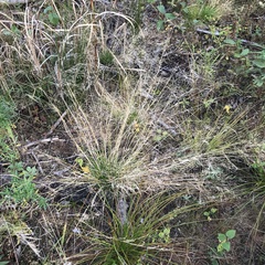 Deschampsia cespitosa