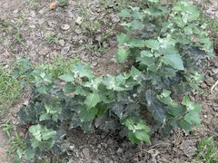 Populus × hopeiensis