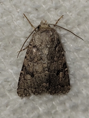 Protorthodes alfkenii