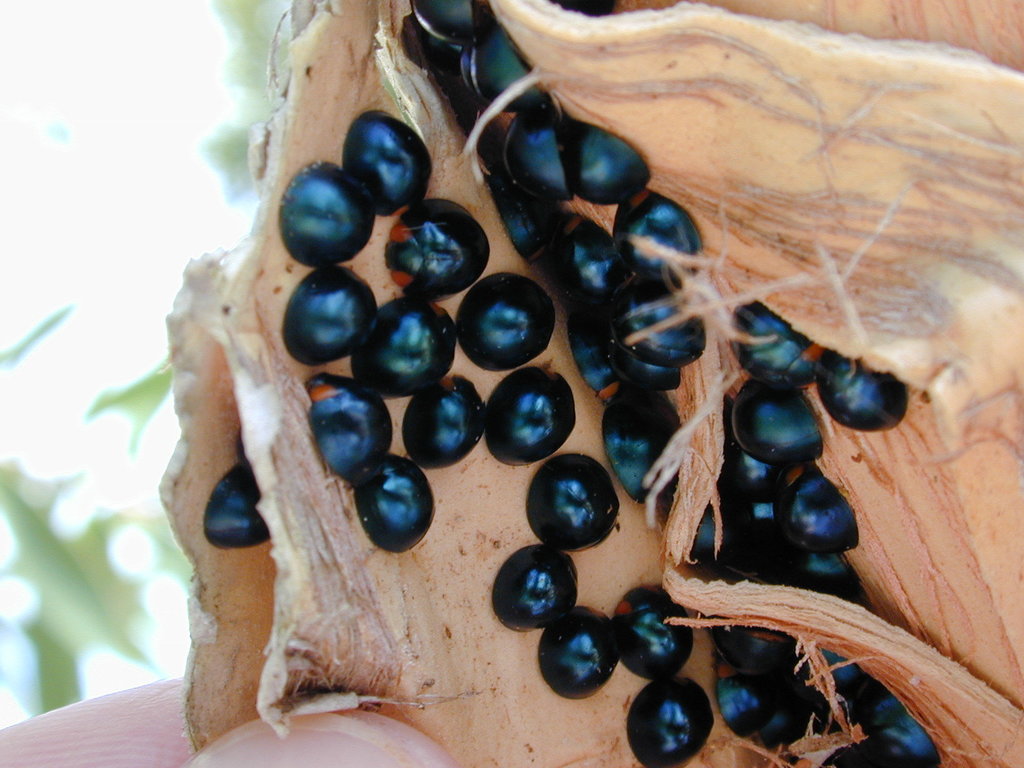 Dark Blue Lady Beetle