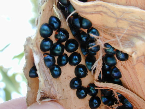 Metallic Blue Lady Beetle