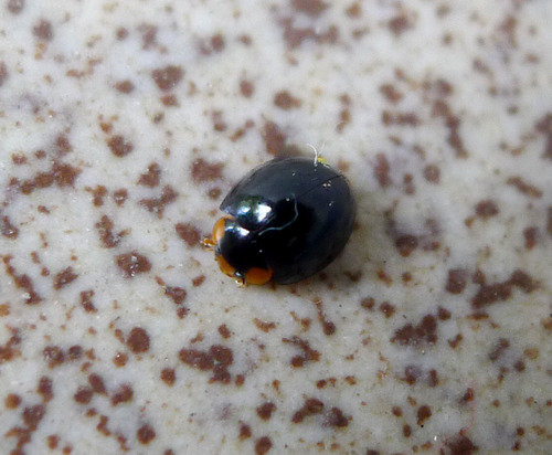 Metallic Blue Lady Beetle