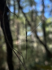 Emesaya brevipennis