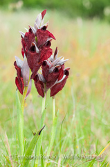 Serapias cordigera