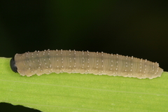 Rhadinoceraea micans