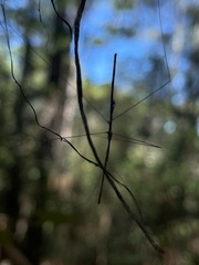 Emesaya brevipennis