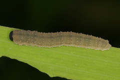 Rhadinoceraea micans
