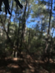 Emesaya brevipennis