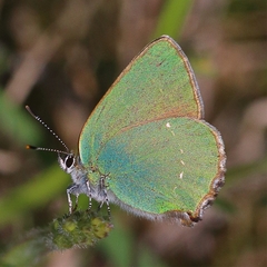 Callophrys rubi