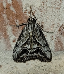 Evergestis simulatilis