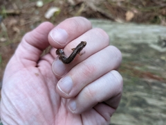 Hemidactylium scutatum