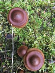 Cortinarius sanguineus