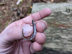 Hemidactylium scutatum