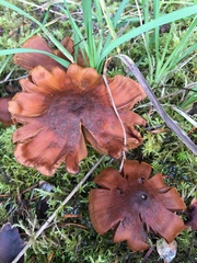 Cortinarius sanguineus