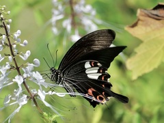 Papilio helenus