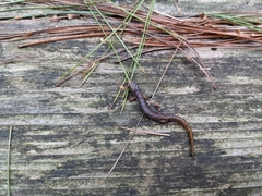 Hemidactylium scutatum