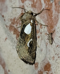 Plagiomimicus olvello