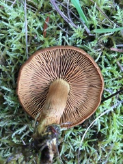 Cortinarius sanguineus