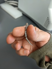 Hemidactylium scutatum